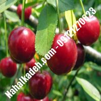 قیمت خرید نهال آلبالو در محلات | 09120460327