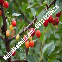 قیمت خرید نهال آلبالو در کهگیلویه و بویراحمد | 09120460327