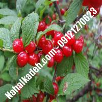 قیمت خرید نهال آلبالو در گلستان | 09120460327