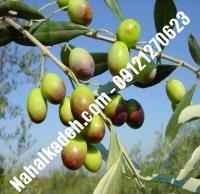 قیمت خرید نهال زیتون در اهر | ۰۹۱۲۰۴۶۰۳۲۷