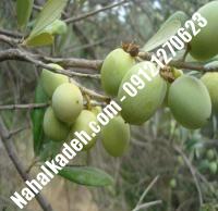 قیمت خرید نهال زیتون در ایلام | ۰۹۱۲۰۴۶۰۳۲۷