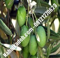 قیمت خرید نهال زیتون در بابل | ۰۹۱۲۰۴۶۰۳۲۷