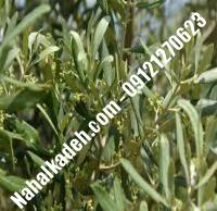 قیمت خرید نهال زیتون در بروجرد | ۰۹۱۲۰۴۶۰۳۲۷