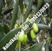 قیمت خرید نهال زیتون در بندر لنگه| ۰۹۱۲۰۴۶۰۳۲۷