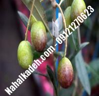 قیمت خرید نهال زیتون در بندر کنگان | ۰۹۱۲۰۴۶۰۳۲۷