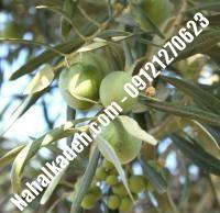 قیمت خرید نهال زیتون در بوئین زهرا | ۰۹۱۲۰۴۶۰۳۲۷