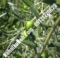 قیمت خرید نهال زیتون در تاکستان| ۰۹۱۲۰۴۶۰۳۲۷