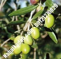 قیمت خرید نهال زیتون در تهران| ۰۹۱۲۰۴۶۰۳۲۷