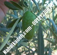 قیمت خرید نهال زیتون در جعفریه| ۰۹۱۲۰۴۶۰۳۲۷