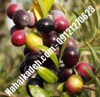 قیمت خرید نهال زیتون در جهرم | ۰۹۱۲۰۴۶۰۳۲۷