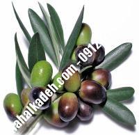 قیمت خرید نهال زیتون در جیرفت | ۰۹۱۲۰۴۶۰۳۲۷