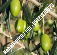 قیمت خرید نهال زیتون در خراسان جنوبی| ۰۹۱۲۰۴۶۰۳۲۷