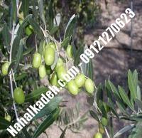 قیمت خرید نهال زیتون در خراسان رضوی| ۰۹۱۲۰۴۶۰۳۲۷