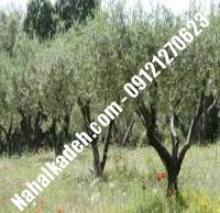 قیمت خرید نهال زیتون در خمینی‌شهر | ۰۹۱۲۰۴۶۰۳۲۷