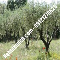 قیمت خرید نهال زیتون در خمینی‌شهر | 09120460327