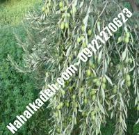 قیمت خرید نهال زیتون در دامغان | ۰۹۱۲۰۴۶۰۳۲۷