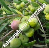 قیمت خرید نهال زیتون در دوگنبدان | ۰۹۱۲۰۴۶۰۳۲۷