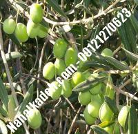 قیمت خرید نهال زیتون در زنجان| ۰۹۱۲۰۴۶۰۳۲۷