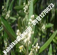 قیمت خرید نهال زیتون در ساوه | ۰۹۱۲۰۴۶۰۳۲۷