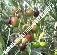 قیمت خرید نهال زیتون در سمنان| ۰۹۱۲۰۴۶۰۳۲۷