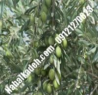 قیمت خرید نهال زیتون در شاهرود | ۰۹۱۲۰۴۶۰۳۲۷