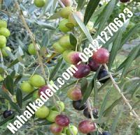 قیمت خرید نهال زیتون در شهریار |۰۹۱۲۰۴۶۰۳۲۷