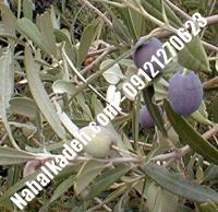 قیمت خرید نهال زیتون در شیروان | ۰۹۱۲۰۴۶۰۳۲۷