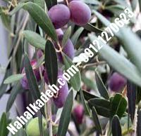 قیمت خرید نهال زیتون در فرخ‌شهر | ۰۹۱۲۰۴۶۰۳۲۷