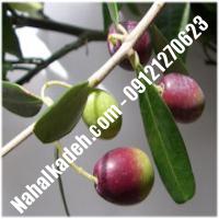 قیمت خرید نهال زیتون در فردوس | 09120460327