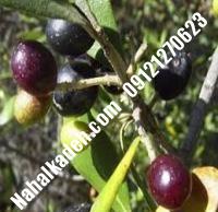 قیمت خرید نهال زیتون در فیروزآباد| ۰۹۱۲۰۴۶۰۳۲۷