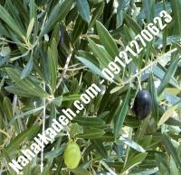 قیمت خرید نهال زیتون در قائم‌شهر | ۰۹۱۲۰۴۶۰۳۲۷