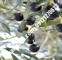 قیمت خرید نهال زیتون در قنوات | ۰۹۱۲۰۴۶۰۳۲۷