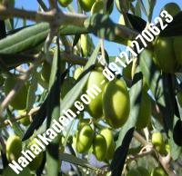 قیمت خرید نهال زیتون در قوچان | ۰۹۱۲۰۴۶۰۳۲۷