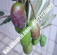 قیمت خرید نهال زیتون در لردگان | ۰۹۱۲۰۴۶۰۳۲۷