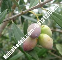 قیمت خرید نهال زیتون در مازندران| ۰۹۱۲۰۴۶۰۳۲۷