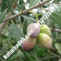 قیمت خرید نهال زیتون در مازندران| 09120460327