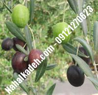 قیمت خرید نهال زیتون در محمدشهر | ۰۹۱۲۰۴۶۰۳۲۷