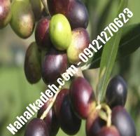 قیمت خرید نهال زیتون در مرودشت | ۰۹۱۲۰۴۶۰۳۲۷