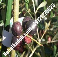 قیمت خرید نهال زیتون در ملارد | ۰۹۱۲۰۴۶۰۳۲۷