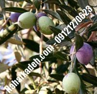 قیمت خرید نهال زیتون در ملایر | ۰۹۱۲۰۴۶۰۳۲۷