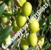 قیمت خرید نهال زیتون در مهاباد | ۰۹۱۲۰۴۶۰۳۲۷