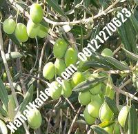 قیمت خرید نهال زیتون در میناب| ۰۹۱۲۰۴۶۰۳۲۷