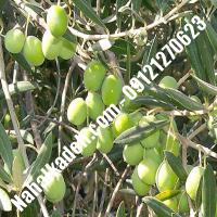 قیمت خرید نهال زیتون در میناب| 09120460327