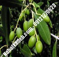 قیمت خرید نهال زیتون در نجف‌آباد | ۰۹۱۲۰۴۶۰۳۲۷