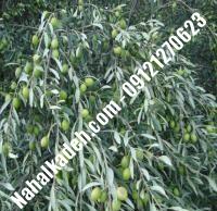 قیمت خرید نهال زیتون در نظرآباد | ۰۹۱۲۰۴۶۰۳۲۷