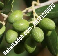 قیمت خرید نهال زیتون در هرمزگان | ۰۹۱۲۰۴۶۰۳۲۷