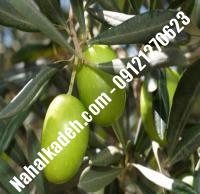 قیمت خرید نهال زیتون در پارس‌آباد | ۰۹۱۲۰۴۶۰۳۲۷