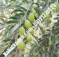 قیمت خرید نهال زیتون در چابهار | ۰۹۱۲۰۴۶۰۳۲۷