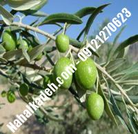 قیمت خرید نهال زیتون در چهارمحال و بختیاری| ۰۹۱۲۰۴۶۰۳۲۷