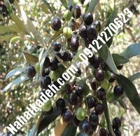 قیمت خرید نهال زیتون در کرمان| ۰۹۱۲۰۴۶۰۳۲۷